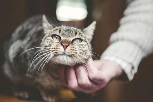 元旦丨新的一年,宠爱有加