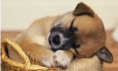 狗狗不吃东西怎么回事？