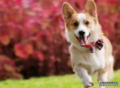 <b>如何让狗狗安静下来？——宠物百科知识</b>