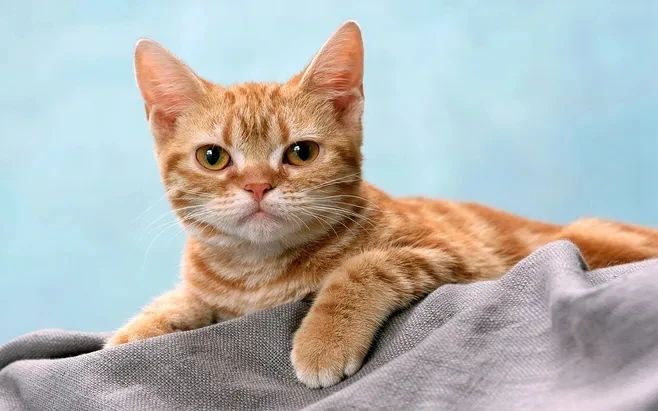 猫咪